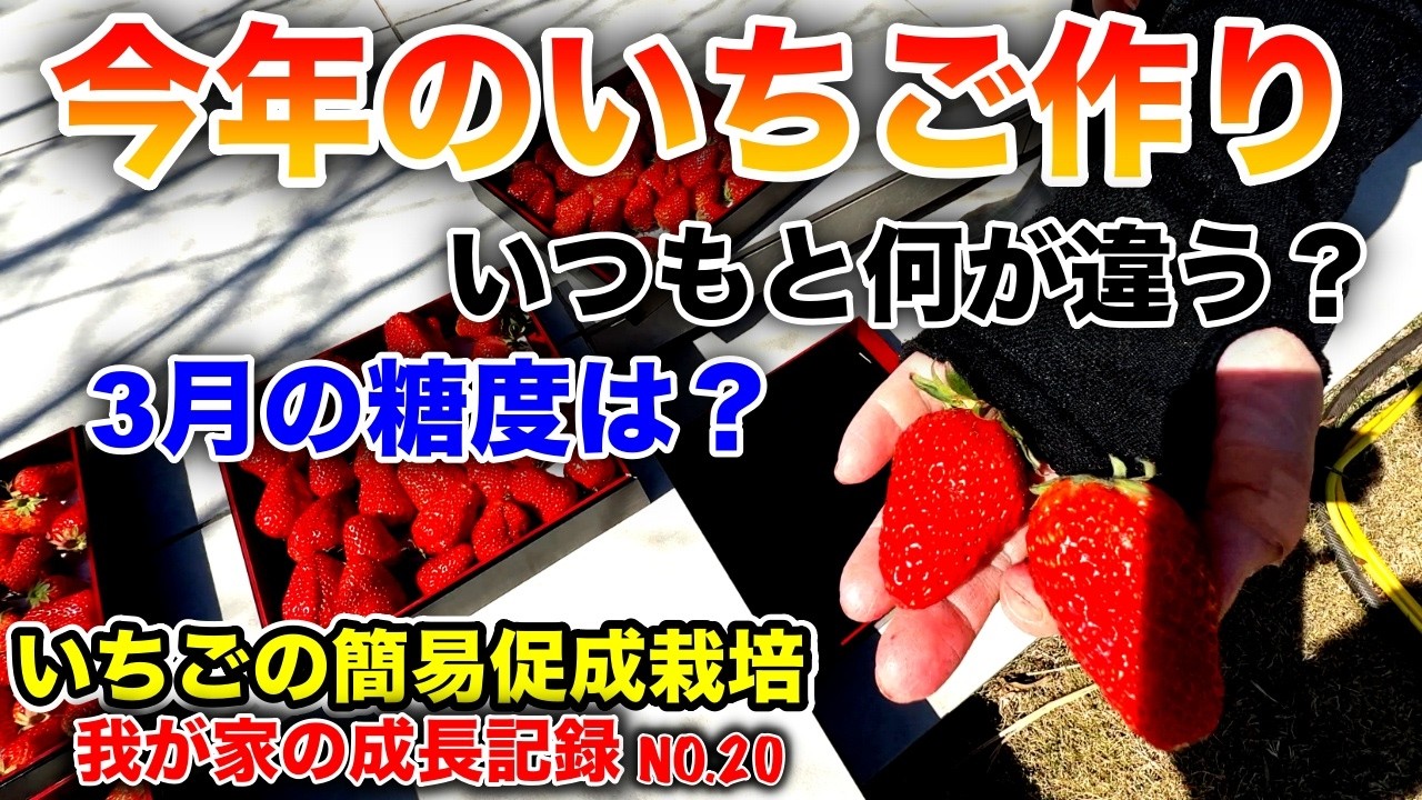 第20回今年のイチゴは甘くない！！〜イチゴの簡易促成栽培、我が家の成長記録動画シリーズ〜