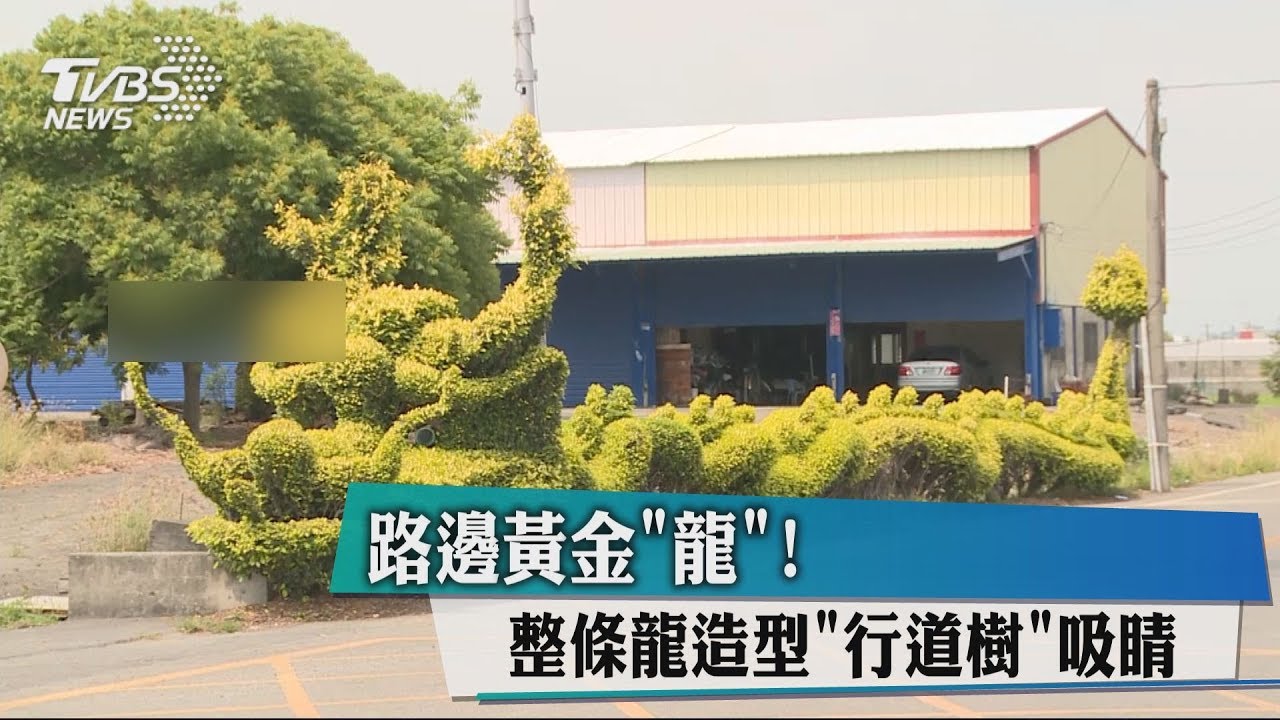 「路邊黃金龍」! 整條龍造型行道樹吸睛