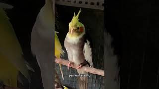 Download lagu Burung parkit australia endemik #shorts mp3