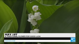 May 1st: the lily of the valley, a traditional flower for good luck and symbol of spring