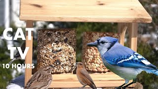 Sunday Morning Seeds for Birds and Squirrels - 10 Hour Cat TV for Pets to Watch  - Apr 07, 2024