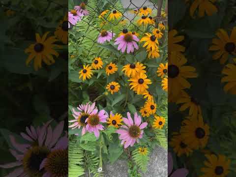 Flores #flores #dailyvlog #mexico