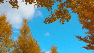 Wedding song(Kazuyoshi Saito) -solo guitar arrange-