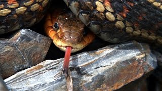 Superstition by Stevie Wonder with subtitles/lyrics