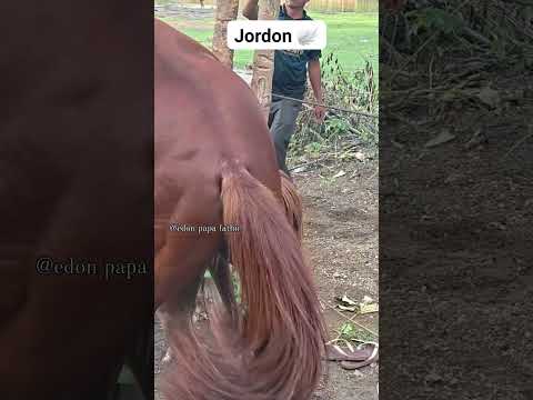 🐎 THARPARKAR 🏜️ desert