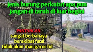 Download lagu It is forbidden to keep turtle doves outside all the time!!!! The effect is that they won't sing. mp3