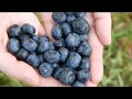 Rostaa Việt Nam Tác Dụng Của Quả Việt Quất