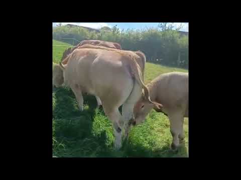 Quality Heifers - Image 2