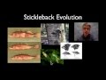 Stickleback Evolution