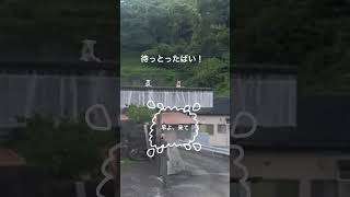 幸福モーニングルーティン#保護犬との暮らし #元野犬 #朝散歩 #アラ還