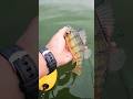 Video Thumbnail for Perch fishing | Catch and Release  #shorts #fishing #short #perch