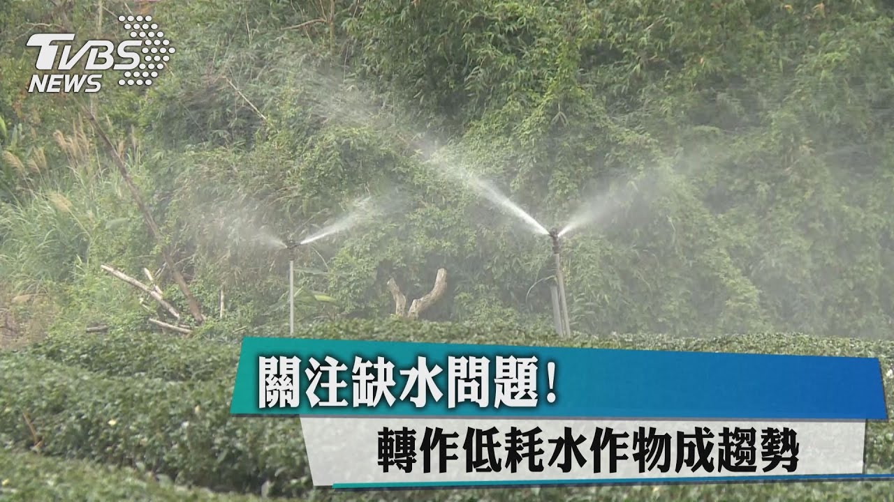 關注缺水問題！　轉作低耗水作物成趨勢