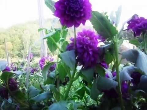 Comuna Ciomagesti.sat. Bratia