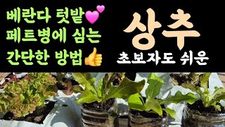 베란다텃밭 상추