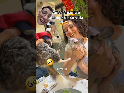 Amor encontro a su amorcito primero que yo 🤣#chinchilla #animalestiernos #mascotas