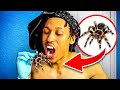 Eating a REAL Spider on Stream
