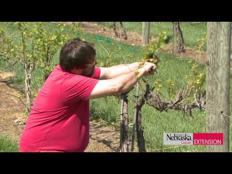 Pruning Grapevines