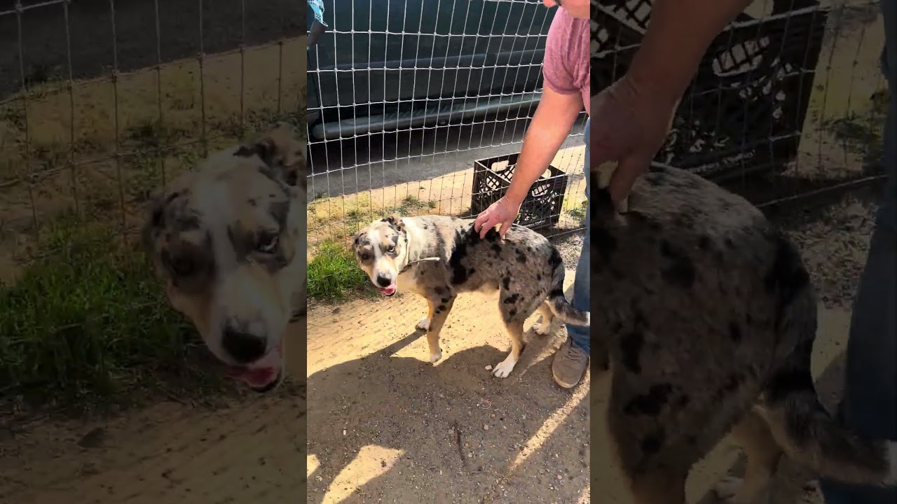 Enlarge Drako, an adopted mixed breed in Tishomingo, OK video 5/5