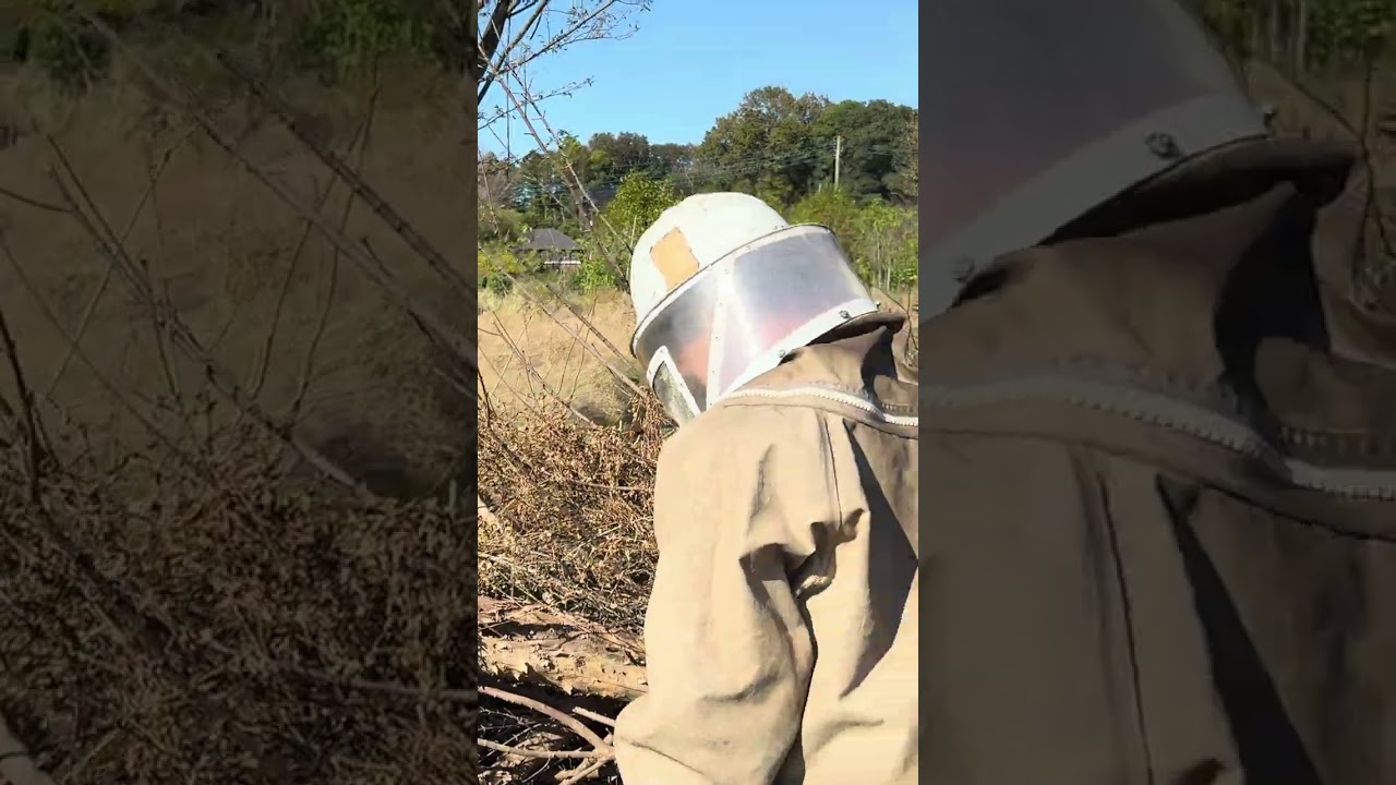 Happy new year! Giant hornets are chasing the hunter. #hdr