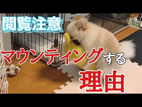 私の犬が他の犬にマウンティングするのはなぜですか?