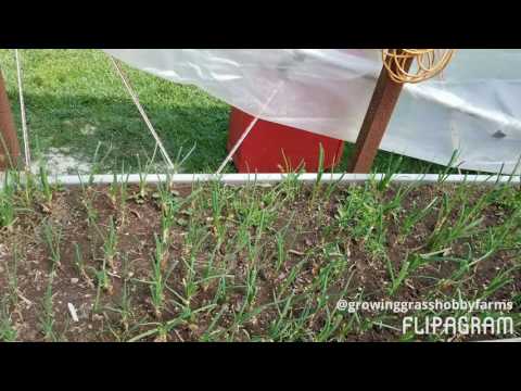 Hydroponic greenhouse update 3-28-17