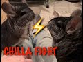 Chinchilla's fight