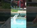 Shilpa Shetty Swimming Suit Beautiful Baazigar Shilpa Shetty Swimming