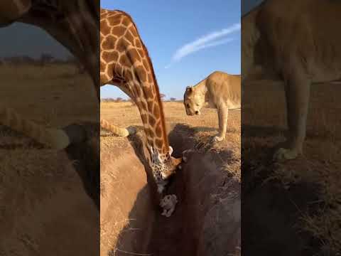 Don't worry, my little cub the auntie giraffe is here😂😂