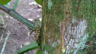 Download lagu Suara Serangga Hutan Yang Unik mp3