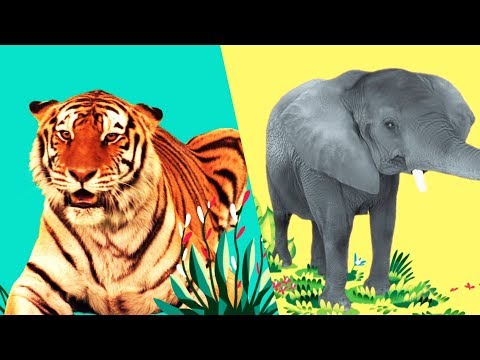 StoryBots | Wild Animal Songs For Kids | Jungle: Lion, Tiger, Rhino | Learning Songs | Netflix Jr
