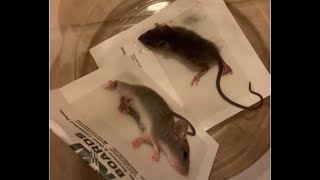 How to unglue a mouse from a glue trap?