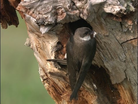 Tree Swallow at nest cavity