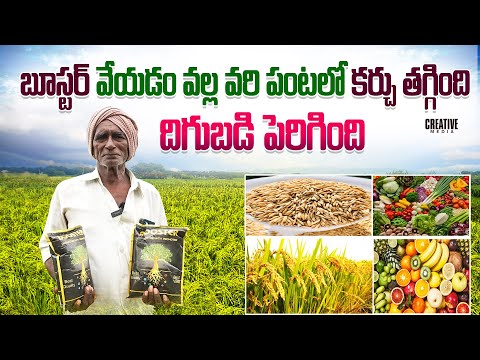 బూస్టర్ తొ వరి పంట అద్భుతంగా పండింది