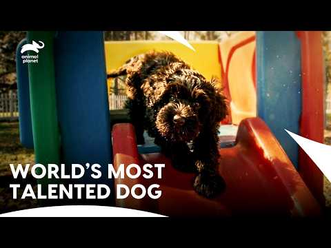 Por qué este perro remador se volvió viral | El perro más lindo de Estados Unidos (temporada 5, e...