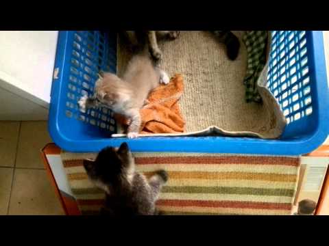 Kittens playing around