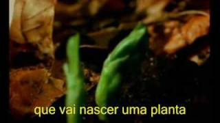 Semente (Armandinho ) Musica Original