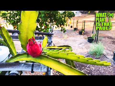 SUGAR DRAGON FRUIT TASTING and REVIEW / Guess the BRIX? / This Paul Thompson Hybrid is Amazing