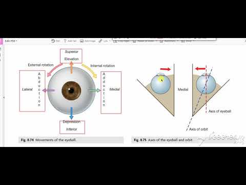 Extrinisic muscles action 2