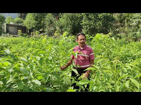 Dr o c Sharma principal scientist icar CITH visit my walnut nursary