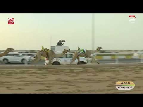 ش 3 (وزن) لـ مبارك راشد علي بن مفتاح الشامسي 5:48:23 , مهرجان ختامي الشحانية 2026/04/20 حقايق