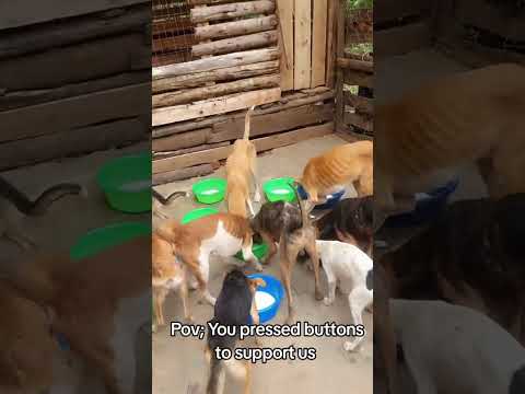 Released - Jubilant Dogs