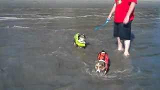 preview picture of video 'Corgis playing at Summerland Beach'