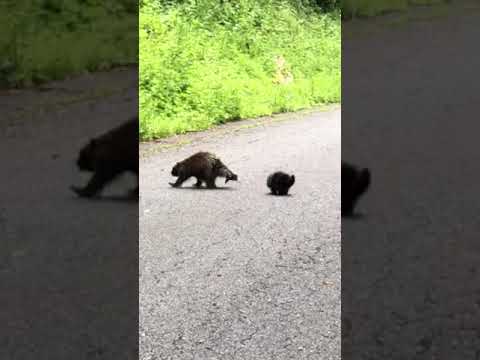 Mother and baby porcupines walking along Old Mine Rd. Be sure to drive slowly and keep your eyes peeled for critters.