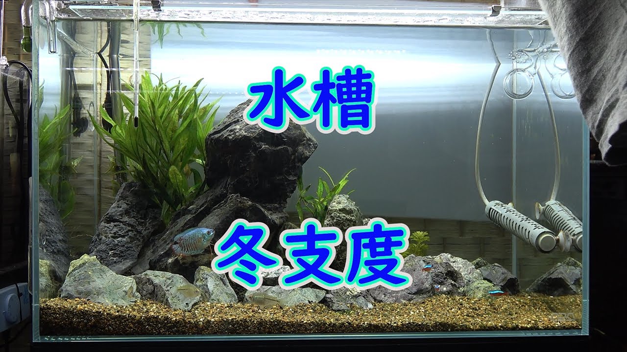 【アクアリウム】水槽の冬支度