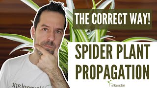 Download lagu Spider Plant Propagation (The Correct Way!) mp3