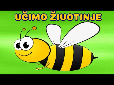 Ucenje zivotinja - zivotinje za djecu - crtani za djecu - učimo domace, divlje, životinje - učenje