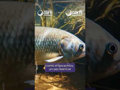 ¿Cómo conservamos los ríos de la Orinoquía con turismo sostenible?