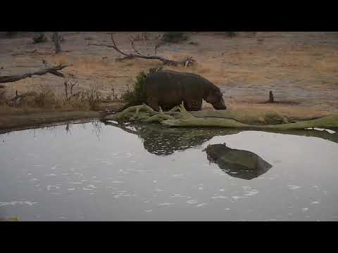 Djuma: Two Hippos leave the pan for the morning - 05:47 - 08/31/19