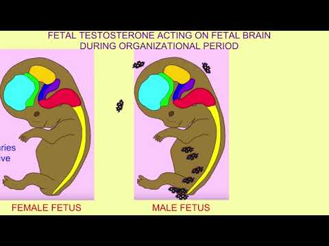 ANDROGENS AND THE BRAIN