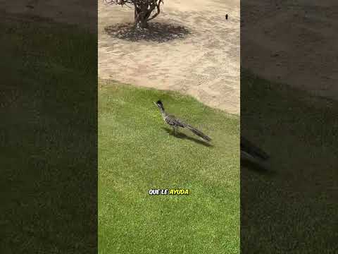 Descubriendo aves de larga distancia